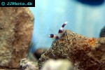 stenopus hispidus   banded coral shrimp  