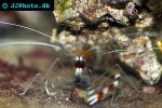 stenopus hispidus   banded coral shrimp  