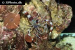 stenopus hispidus   banded coral shrimp  