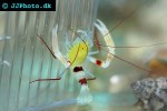 stenopus zanzibaricus   gold banded coral shrimp  