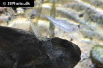 tenuipedium palaemonoides   gold spotted shrimp  