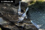tenuipedium palaemonoides   gold spotted shrimp  