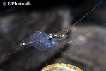 tenuipedium palaemonoides   gold spotted shrimp  