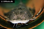 bagarius bagarius bagarius bagarius
