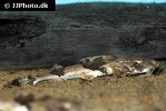 bagarius bagarius bagarius bagarius