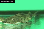 bagarius bagarius bagarius bagarius