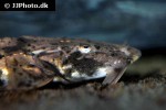 bagarius bagarius bagarius bagarius