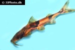 bagarius bagarius bagarius bagarius