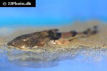bagarius bagarius bagarius bagarius