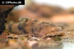 bagarius bagarius bagarius bagarius