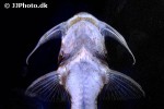 bagarius bagarius bagarius bagarius