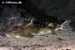 bagarius lica bagarius lica