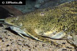 bagarius lica bagarius lica
