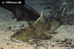 bagarius lica bagarius lica
