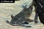 bagarius lica bagarius lica