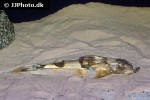 bagarius vegrandis bagarius vegrandis