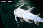 bagarius vegrandis bagarius vegrandis