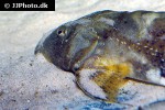 bagarius vegrandis bagarius vegrandis
