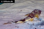 bagarius vegrandis bagarius vegrandis