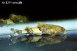 caelatoglanis zonatus caelatoglanis zonatus