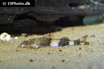 caelatoglanis zonatus caelatoglanis zonatus