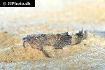 caelatoglanis zonatus caelatoglanis zonatus