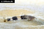 caelatoglanis zonatus caelatoglanis zonatus