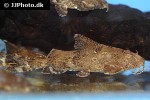 erethistes filamentosus erethistes filamentosus