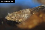 erethistes filamentosus erethistes filamentosus