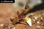 erethistes jerdoni erethistes jerdoni