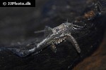 erethistes jerdoni erethistes jerdoni