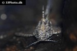 erethistes jerdoni erethistes jerdoni