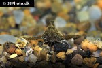 erethistes jerdoni erethistes jerdoni