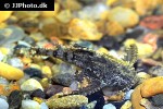 erethistes jerdoni erethistes jerdoni