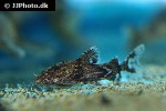 erethistes minusculus erethistes minusculus