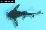 erethistes minusculus erethistes minusculus