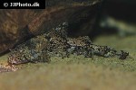 erethistes minusculus erethistes minusculus