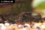 erethistes minusculus erethistes minusculus