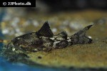 erethistes minusculus erethistes minusculus
