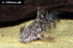 erethistes minusculus erethistes minusculus