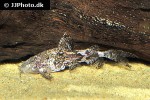 erethistes minusculus erethistes minusculus