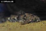 erethistes pusillus erethistes pusillus