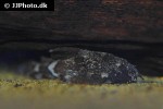 erethistes pusillus erethistes pusillus