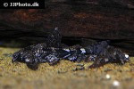 erethistes pusillus erethistes pusillus