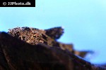 erethistes pusillus erethistes pusillus