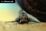 erethistes pusillus erethistes pusillus