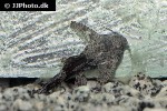 erethistes pusillus erethistes pusillus