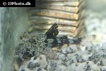 erethistes pusillus erethistes pusillus