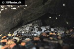 erethistes pusillus erethistes pusillus