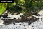 erethistoides infuscatus erethistoides infuscatus
